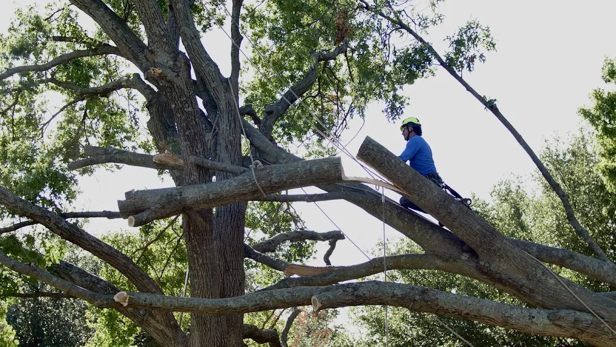 Professional Crown Thinning performed by certified arborists in Terry
